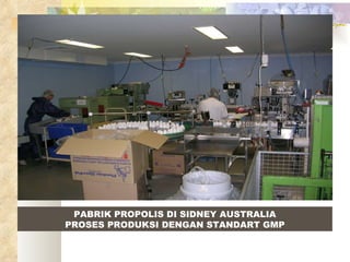 PABRIK PROPOLIS DI SIDNEY AUSTRALIA PROSES PRODUKSI DENGAN STANDART GMP 