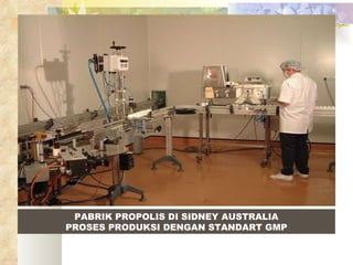 PABRIK PROPOLIS DI SIDNEY AUSTRALIA PROSES PRODUKSI DENGAN STANDART GMP 