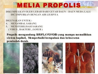 MELIA PROPOLIS DIKUMPULKAN OLEH LEBAH DARI GETAH DAUN – DAUN MUDA LALU DICAMPURKAN DENGAN AIR LIURNYA DIGUNAKAN UNTUK : MENAMBAL SARANG  MENSTERILISASI SARANG  ( VIRUS , BAKTERI , JAMUR ) Propolis mengandung BIOFLAVONOID yang mampu memulihkan sistem kapilari,  Memperbaiki kerapuhan dan kebocoran pembuluh darah. 