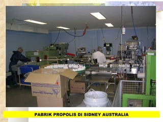 PABRIK PROPOLIS DI SIDNEY AUSTRALIA 