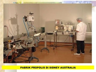 PABRIK PROPOLIS DI SIDNEY AUSTRALIA 