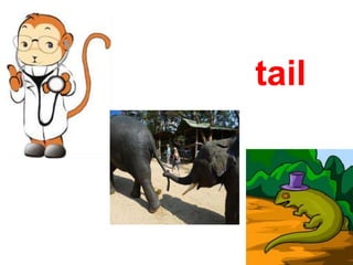 tail
 