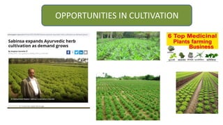OPPORTUNITIES IN CULTIVATION
 