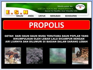 TIDAK ADA TUTUP POIN (BELANJA DULU BARU DAPAT BONUS) TAPI DENGAN SISTEM BELANJA ULANG OTOMATIS (DAPAT BONUS DULU BARU BELANJA)PENDAFTARAN SEKALI SEUMUR HIDUP DAN HAK BISNIS DIWARISKANBEKERJA RINGAN DENGAN HANYA MEMBINA DUA GRUP DOWN LINE TIAP UNIT 