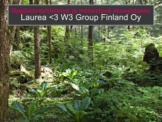 Oppilaitosyhteistyö ja menestyvä ekosysteemi
        Laurea <3 W3 Group Finland Oy




Tongass Rainforest, Photo by By swanksalot / Flickr
 