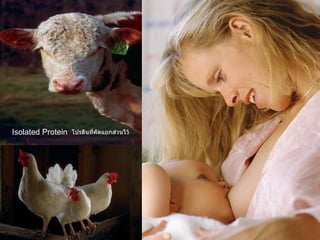 Isolated Protein โปรตีนที่คัดแยกส่วนไว้ 