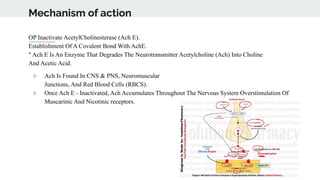 Mechanism of action
OP Inactivate AcetylCholinesterase (Ach E).
Establishment Of A Covalent Bond With AchE.
" Ach E Is An Enzyme That Degrades The Neurotransmitter Acetylcholine (Ach) Into Choline
And Acetic Acid.
○ Ach Is Found In CNS & PNS, Neuromuscular
Junctions, And Red Blood Cells (RBCS).
○ Once Ach E - Inactivated, Ach Accumulates Throughout The Nervous System Overstimulation Of
Muscarinic And Nicotinic receptors.
 