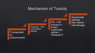 Mechanism of Toxicity
Transported
to
pneumocytes
Paraquat � PQ+
(monocation
radical)
PQ+ + O2
(excess in
lungs) �
superoxide
radical +
Paraquat ®
Superoxide
radicals �
free radical �
cell damage
 