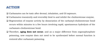  Carbamates can be toxic after dermal, inhalation, and GI exposure.
 Carbamates transiently and reversibly bind to and inhibit the cholinesterase enzyme.
 Regeneration of enzyme activity by dissociation of the carbamyl-cholinesterase bond
occurs within minutes to a few hours involving rapid, spontaneous hydrolysis of the
carbamate-cholinesterase bond.
 Therefore, aging does not occur, and as a major difference from organophosphate
poisoning, new enzyme does not need to be synthesized before normal function is
restored after carbamate poisoning.
ACTION
 
