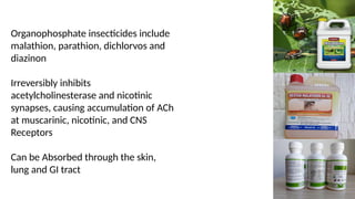 Organophosphate insecticides include
malathion, parathion, dichlorvos and
diazinon
Irreversibly inhibits
acetylcholinesterase and nicotinic
synapses, causing accumulation of ACh
at muscarinic, nicotinic, and CNS
Receptors
Can be Absorbed through the skin,
lung and GI tract
 