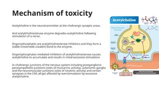 Mechanism of toxicity
Acetylcholine is the neurotransmitter at the cholinergic synaptic areas.
And acetylcholinesterase enzyme degrades acetylcholine following
stimulation of a nerve.
Organophosphates are acetylcholinesterase inhibitors and they form a
stable irreversible covalent bond to the enzyme.
Organophosphates mediated inhibition of acetylcholinesterase causes
acetylcholine to accumulate and results in initial excessive stimulation
In cholinergic junctions of the nervous system including postganglionic
parasympathetic junctions (sites of muscarinic activity), autonomic ganglia
and the neuromuscular junctions (sites of nicotinic activity) and certain
synapses in the CNS all get affected by overstimulation by excessive
acetylcholine.
 