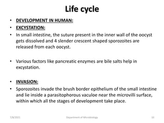 Life cycle
• DEVELOPMENT IN HUMAN:
• EXCYSTATION:
• In small intestine, the suture present in the inner wall of the oocyst
gets dissolved and 4 slender crescent shaped sporozoites are
released from each oocyst.
• Various factors like pancreatic enzymes are bile salts help in
excystation.
• INVASION:
• Sporozoites invade the brush border epithelium of the small intestine
and lie inside a parasitophorous vaculoe near the microvilli surface,
within which all the stages of development take place.
7/8/2021 Department of Microbiology 10
 