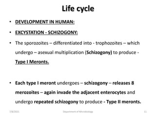 Life cycle
• DEVELOPMENT IN HUMAN:
• EXCYSTATION - SCHIZOGONY:
• The sporozoites – differentiated into - trophozoites – which
undergo – asexual multiplication (Schizogony) to produce -
Type I Meronts.
• Each type I meront undergoes – schizogony – releases 8
merozoites – again invade the adjacent enterocytes and
undergo repeated schizogony to produce - Type II meronts.
7/8/2021 Department of Microbiology 11
 