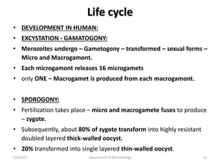 Life cycle
• DEVELOPMENT IN HUMAN:
• EXCYSTATION - GAMATOGONY:
• Merozoites undergo – Gametogony – transformed – sexual forms –
Micro and Macrogamont.
• Each microgamont releases 16 microgamets
• only ONE – Macrogamet is produced from each macrogamont.
• SPOROGONY:
• Fertilization takes place – micro and macrogamete fuses to produce
– zygote.
• Subsequently, about 80% of zygote transform into highly resistant
doubled layered thick-walled oocyst.
• 20% transformed into single layered thin-walled oocyst.
7/8/2021 Department of Microbiology 12
 