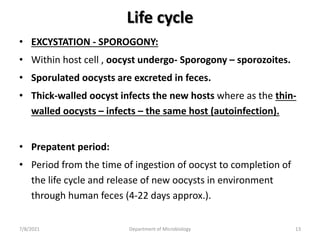 Life cycle
• EXCYSTATION - SPOROGONY:
• Within host cell , oocyst undergo- Sporogony – sporozoites.
• Sporulated oocysts are excreted in feces.
• Thick-walled oocyst infects the new hosts where as the thin-
walled oocysts – infects – the same host (autoinfection).
• Prepatent period:
• Period from the time of ingestion of oocyst to completion of
the life cycle and release of new oocysts in environment
through human feces (4-22 days approx.).
7/8/2021 Department of Microbiology 13
 