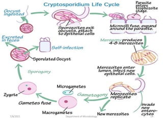 7/8/2021 Department of Microbiology 14
 