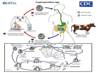 7/8/2021 Department of Microbiology 15
 
