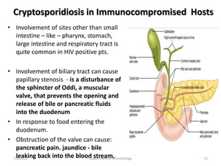 Cryptosporidiosis in Immunocompromised Hosts
• Involvement of sites other than small
intestine – like – pharynx, stomach,
large intestine and respiratory tract is
quite common in HIV positive pts.
• Involvement of biliary tract can cause
papillary stenosis - is a disturbance of
the sphincter of Oddi, a muscular
valve, that prevents the opening and
release of bile or pancreatic fluids
into the duodenum
• In response to food entering the
duodenum.
• Obstruction of the valve can cause:
pancreatic pain. jaundice - bile
leaking back into the blood stream.
7/8/2021 Department of Microbiology 22
 
