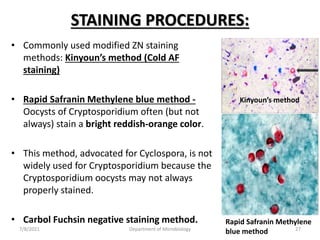 STAINING PROCEDURES:
• Commonly used modified ZN staining
methods: Kinyoun’s method (Cold AF
staining)
• Rapid Safranin Methylene blue method -
Oocysts of Cryptosporidium often (but not
always) stain a bright reddish-orange color.
• This method, advocated for Cyclospora, is not
widely used for Cryptosporidium because the
Cryptosporidium oocysts may not always
properly stained.
• Carbol Fuchsin negative staining method.
Kinyoun’s method
Rapid Safranin Methylene
blue method
7/8/2021 Department of Microbiology 27
 