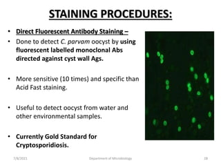 STAINING PROCEDURES:
• Direct Fluorescent Antibody Staining –
• Done to detect C. parvam oocyst by using
fluorescent labelled monoclonal Abs
directed against cyst wall Ags.
• More sensitive (10 times) and specific than
Acid Fast staining.
• Useful to detect oocyst from water and
other environmental samples.
• Currently Gold Standard for
Cryptosporidiosis.
7/8/2021 Department of Microbiology 28
 
