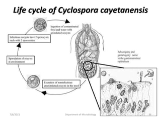 Life cycle of Cyclospora cayetanensis
7/8/2021 Department of Microbiology 36
 