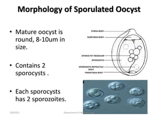 Morphology of Sporulated Oocyst
• Mature oocyst is
round, 8-10um in
size.
• Contains 2
sporocysts .
• Each sporocysts
has 2 sporozoites.
7/8/2021 Department of Microbiology 37
 