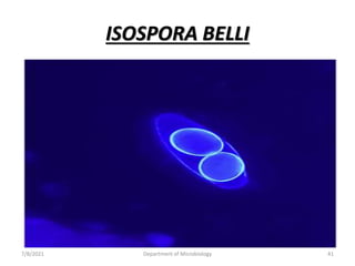 ISOSPORA BELLI
7/8/2021 Department of Microbiology 41
 