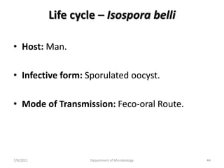 Life cycle – Isospora belli
• Host: Man.
• Infective form: Sporulated oocyst.
• Mode of Transmission: Feco-oral Route.
7/8/2021 Department of Microbiology 44
 