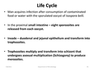 Life Cycle
• Man acquires infection after consumption of contaminated
food or water with the sporulated oocyst of Isospora belli.
• In the proximal small intestine – eight sporozoites are
released from each oocyst.
• Invade – duodenal and jejunal epithelium and transform into
trophozoites.
• Trophozoites multiply and transform into schizont that
undergoes asexual multiplication (Schizogony) to produce
merozoites.
7/8/2021 Department of Microbiology 45
 