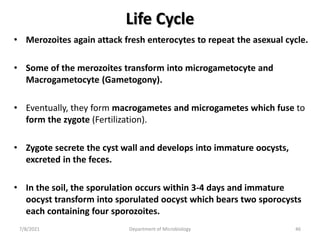 Life Cycle
• Merozoites again attack fresh enterocytes to repeat the asexual cycle.
• Some of the merozoites transform into microgametocyte and
Macrogametocyte (Gametogony).
• Eventually, they form macrogametes and microgametes which fuse to
form the zygote (Fertilization).
• Zygote secrete the cyst wall and develops into immature oocysts,
excreted in the feces.
• In the soil, the sporulation occurs within 3-4 days and immature
oocyst transform into sporulated oocyst which bears two sporocysts
each containing four sporozoites.
7/8/2021 Department of Microbiology 46
 
