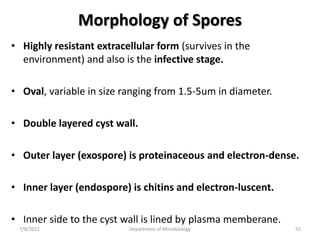 Morphology of Spores
• Highly resistant extracellular form (survives in the
environment) and also is the infective stage.
• Oval, variable in size ranging from 1.5-5um in diameter.
• Double layered cyst wall.
• Outer layer (exospore) is proteinaceous and electron-dense.
• Inner layer (endospore) is chitins and electron-luscent.
• Inner side to the cyst wall is lined by plasma memberane.
7/8/2021 Department of Microbiology 55
 