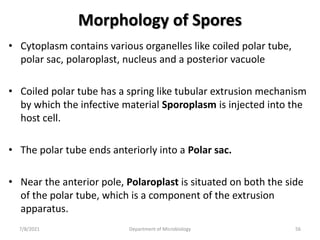 Morphology of Spores
• Cytoplasm contains various organelles like coiled polar tube,
polar sac, polaroplast, nucleus and a posterior vacuole
• Coiled polar tube has a spring like tubular extrusion mechanism
by which the infective material Sporoplasm is injected into the
host cell.
• The polar tube ends anteriorly into a Polar sac.
• Near the anterior pole, Polaroplast is situated on both the side
of the polar tube, which is a component of the extrusion
apparatus.
7/8/2021 Department of Microbiology 56
 