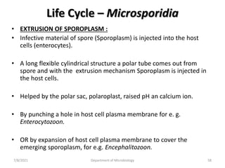 Life Cycle – Microsporidia
• EXTRUSION OF SPOROPLASM :
• Infective material of spore (Sporoplasm) is injected into the host
cells (enterocytes).
• A long flexible cylindrical structure a polar tube comes out from
spore and with the extrusion mechanism Sporoplasm is injected in
the host cells.
• Helped by the polar sac, polaroplast, raised pH an calcium ion.
• By punching a hole in host cell plasma membrane for e. g.
Enterocytozoon.
• OR by expansion of host cell plasma membrane to cover the
emerging sporoplasm, for e.g. Encephalitozoon.
7/8/2021 Department of Microbiology 58
 