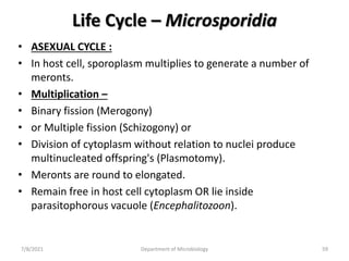 Life Cycle – Microsporidia
• ASEXUAL CYCLE :
• In host cell, sporoplasm multiplies to generate a number of
meronts.
• Multiplication –
• Binary fission (Merogony)
• or Multiple fission (Schizogony) or
• Division of cytoplasm without relation to nuclei produce
multinucleated offspring's (Plasmotomy).
• Meronts are round to elongated.
• Remain free in host cell cytoplasm OR lie inside
parasitophorous vacuole (Encephalitozoon).
7/8/2021 Department of Microbiology 59
 