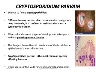 CRYPTOSPORIDIUM PARVAM
• Belongs to family Cryptosporidiidae.
• Different from other coccidian parasites- does not go into
deep host cells, but confined to an intracellular extra
cytoplasmic location.
• All sexual and asexual stages of development takes place
within a parasitophorous vaculoe
• That lies just below the cell membrane of the brush border
epithelium of the small intestine.
• Cryptosporidium parvam is the most common species
affecting humans.
• Other species infect wide range of mammals and reptiles.
7/8/2021 Department of Microbiology 6
 