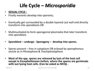 Life Cycle – Microsporidia
• SEXUAL CYCLE :
• Finally meronts develop into sporonts;
• Eventually get surrounded by a double layered cyst wall and directly
transform into sporoblasts OR
• Multinucleated to form sporogonial plasmodia that later transform
into sporoblast.
• Sporoblast – undergo - Sporogony – develop into spores.
• Spores present – free in cytoplasm OR eclosed by sporophorous
vesicle as in Pleistophora & Trachipleistophora.
• Most of the spp. spores are released by lysis of the host cell
except in Encephalitozoon hellem, where the spores are germinate
with out lysing host cells. (Can be asked as MCQ) .
7/8/2021 Department of Microbiology 60
 