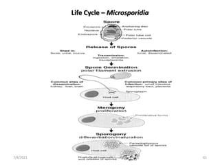 Life Cycle – Microsporidia
7/8/2021 Department of Microbiology 61
 