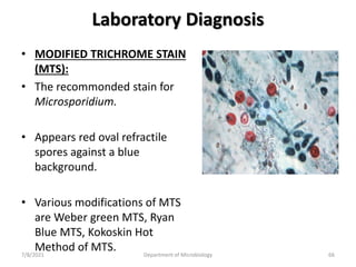 Laboratory Diagnosis
• MODIFIED TRICHROME STAIN
(MTS):
• The recommonded stain for
Microsporidium.
• Appears red oval refractile
spores against a blue
background.
• Various modifications of MTS
are Weber green MTS, Ryan
Blue MTS, Kokoskin Hot
Method of MTS.
7/8/2021 Department of Microbiology 66
 
