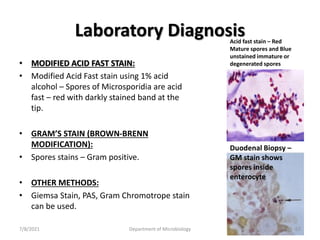 • MODIFIED ACID FAST STAIN:
• Modified Acid Fast stain using 1% acid
alcohol – Spores of Microsporidia are acid
fast – red with darkly stained band at the
tip.
• GRAM’S STAIN (BROWN-BRENN
MODIFICATION):
• Spores stains – Gram positive.
• OTHER METHODS:
• Giemsa Stain, PAS, Gram Chromotrope stain
can be used.
Laboratory Diagnosis
Acid fast stain – Red
Mature spores and Blue
unstained immature or
degenerated spores
Duodenal Biopsy –
GM stain shows
spores inside
enterocyte
7/8/2021 Department of Microbiology 67
 
