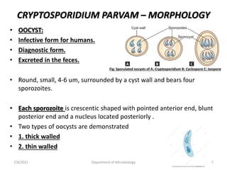 CRYPTOSPORIDIUM PARVAM – MORPHOLOGY
• OOCYST:
• Infective form for humans.
• Diagnostic form.
• Excreted in the feces.
• Round, small, 4-6 um, surrounded by a cyst wall and bears four
sporozoites.
• Each sporozoite is crescentic shaped with pointed anterior end, blunt
posterior end and a nucleus located posteriorly .
• Two types of oocysts are demonstrated
• 1. thick walled
• 2. thin walled
Fig: Sporulated oocysts of A: Cryptosporidium B: Cyclospora C: Isospora
7/8/2021 Department of Microbiology 7
 