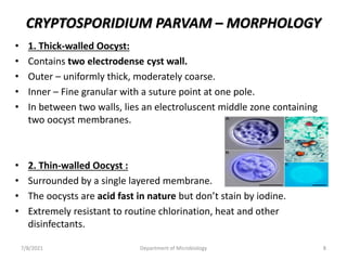 CRYPTOSPORIDIUM PARVAM – MORPHOLOGY
• 1. Thick-walled Oocyst:
• Contains two electrodense cyst wall.
• Outer – uniformly thick, moderately coarse.
• Inner – Fine granular with a suture point at one pole.
• In between two walls, lies an electroluscent middle zone containing
two oocyst membranes.
• 2. Thin-walled Oocyst :
• Surrounded by a single layered membrane.
• The oocysts are acid fast in nature but don’t stain by iodine.
• Extremely resistant to routine chlorination, heat and other
disinfectants.
7/8/2021 Department of Microbiology 8
 