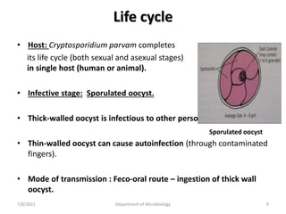 Life cycle
• Host: Cryptosporidium parvam completes
its life cycle (both sexual and asexual stages)
in single host (human or animal).
• Infective stage: Sporulated oocyst.
• Thick-walled oocyst is infectious to other person.
• Thin-walled oocyst can cause autoinfection (through contaminated
fingers).
• Mode of transmission : Feco-oral route – ingestion of thick wall
oocyst.
Sporulated oocyst
7/8/2021 Department of Microbiology 9
 