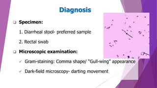 Diagnosis
 Specimen:
1. Diarrheal stool- preferred sample
2. Rectal swab
 Microscopic examination:
 Gram-staining: Comma shape/ “Gull-wing” appearance
 Dark-field microscopy- darting movement
 