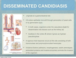 DISSEMINATED CANDIDIASIS
originate at a gastrointestinal site
CA enters epithelial microvilli through persorption of yeast cells
or by germination (a,c)
In both cases, organisms enter the vasculature (b,d) for
dissemination into tissues such as the kidney (e)
localizes in the cortex (f) where it grows as hyphae/
pseudohyphae
A vigorous host response occurs at this site consisting of both
mononuclear and polymorphonuclear leukocytes
Virulence factors (adhesins, morphogenesis, switch phenotypes,
antioxidant proteins and invasive enzymes) promote the invasion
of the organism
Monday, January 16, 2012
 