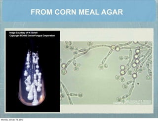 FROM CORN MEAL AGAR
Monday, January 16, 2012
 
