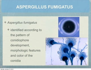 ASPERGILLUS FUMIGATUS
Aspergillus fumigatus
identiﬁed according to
the pattern of
conidiophore
development,
morphologic features
and color of the
conidia
Monday, January 16, 2012
 