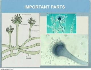 IMPORTANT PARTS
Monday, January 16, 2012
 