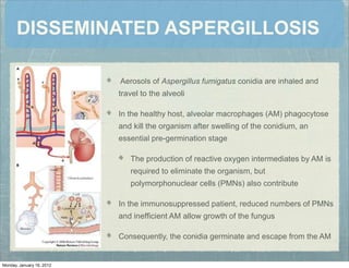 DISSEMINATED ASPERGILLOSIS
Aerosols of Aspergillus fumigatus conidia are inhaled and
travel to the alveoli
In the healthy host, alveolar macrophages (AM) phagocytose
and kill the organism after swelling of the conidium, an
essential pre-germination stage
The production of reactive oxygen intermediates by AM is
required to eliminate the organism, but
polymorphonuclear cells (PMNs) also contribute
In the immunosuppressed patient, reduced numbers of PMNs
and inefﬁcient AM allow growth of the fungus
Consequently, the conidia germinate and escape from the AM
Monday, January 16, 2012
 