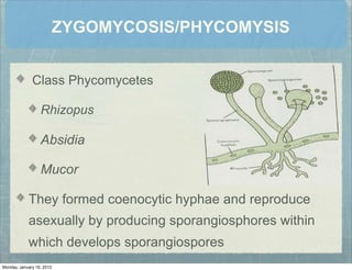 ZYGOMYCOSIS/PHYCOMYSIS
Class Phycomycetes
Rhizopus
Absidia
Mucor
They formed coenocytic hyphae and reproduce
asexually by producing sporangiosphores within
which develops sporangiospores
Monday, January 16, 2012
 