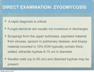DIRECT EXAMINATION: ZYGOMYCOSIS
A rapid diagnosis is critical
Fungal elements are usually not numerous in discharges
Scrapings from the upper turbinates, aspirated material
from sinuses, sputum in pulmonary disease, and biopsy
material mounted in 10% KOH typically contain thick-
walled, refractile hyphae 6-15 um in diameter
Swollen cells (up to 50 um) and distorted hyphae may be
present
Monday, January 16, 2012
 